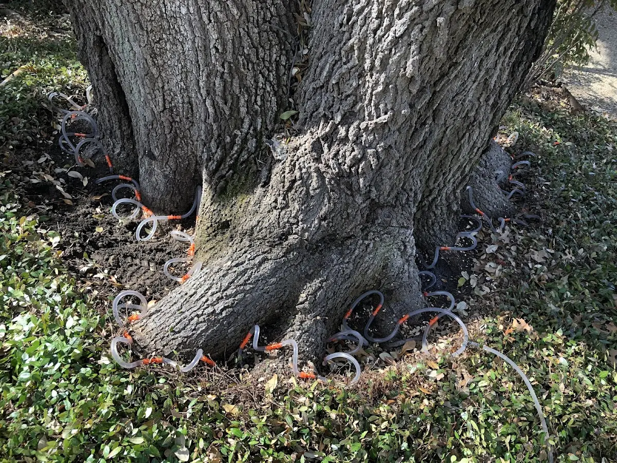 Detailed Tree Cabling and Bracing job site in Menan