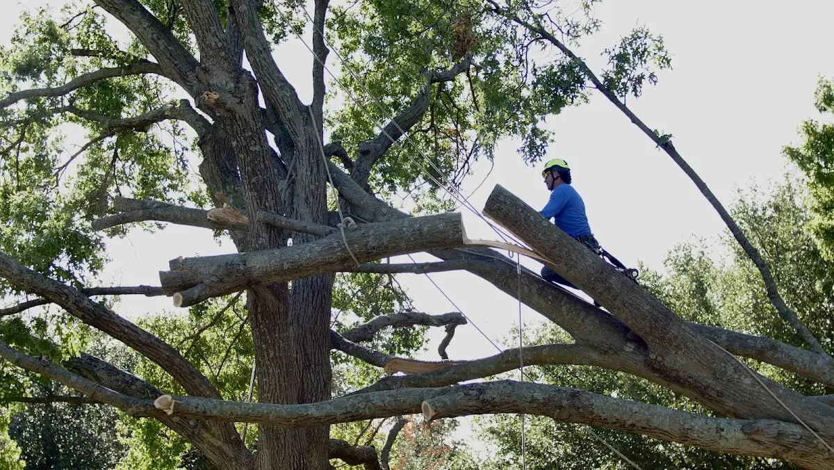 Professional Crown Thinning performed by certified arborists in Menan