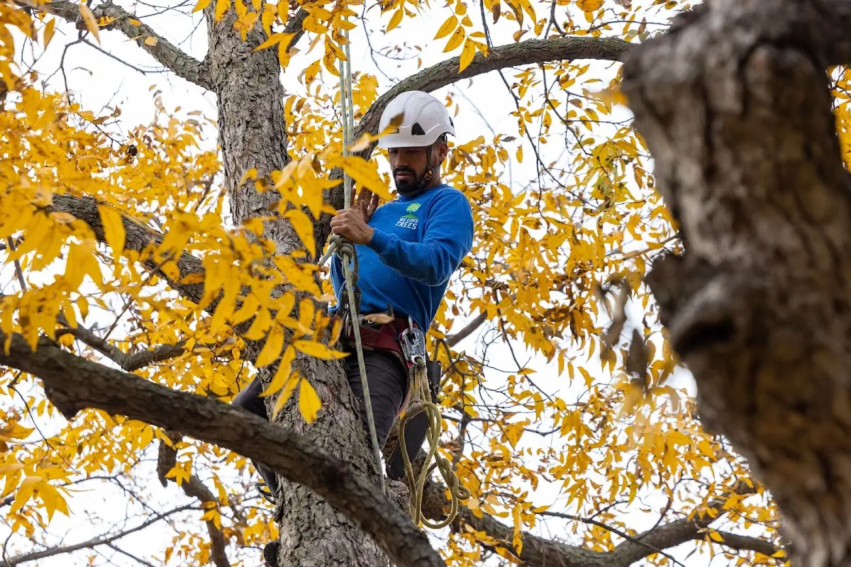 Skilled Tree Pruning crew working in Menan